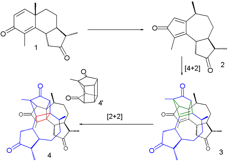 File:SantoninPhotochemicalreaction.png