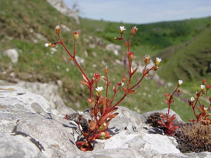 File:Saxifraga tridactylites Derbyshire.JPG