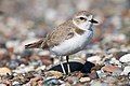 Kentish Plover