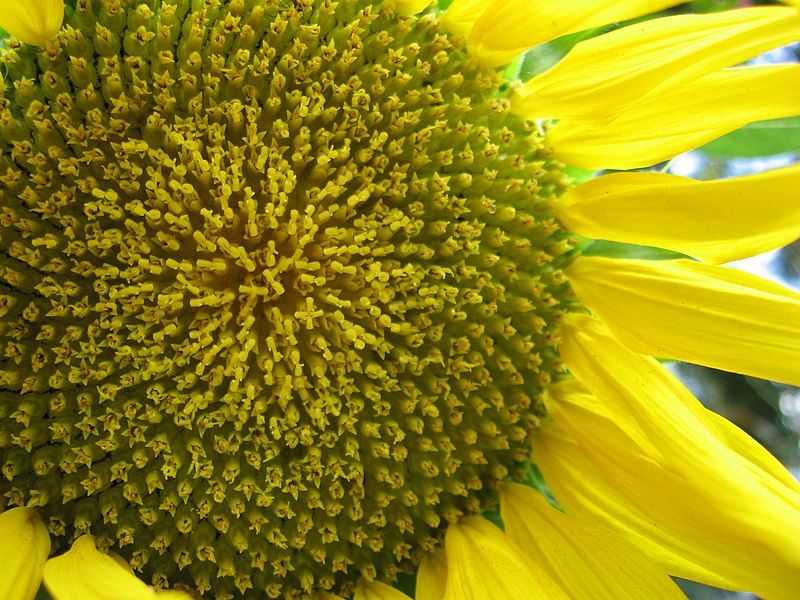 File:SunFlower1.jpg