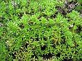 Ericoid foliage of Thymus caespititius