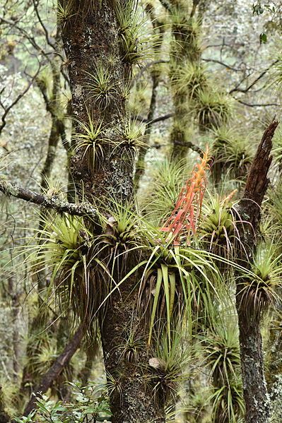 File:Tillandsia.calothyrsus.jpg