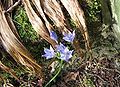 Triteleia laxa 'Koningin Fabiola'