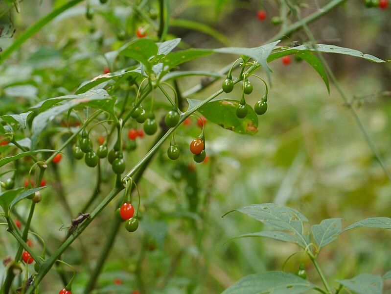 File:Tubocapsicum anomalum hadakahozuki002.jpg