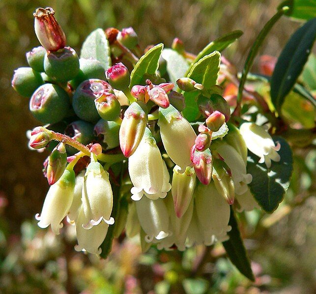 File:Vaccinium consanguineum 4.jpg