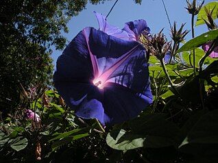 Violet in Blue sky