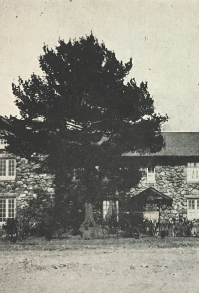 File:Willowdale 1902 Tree.png