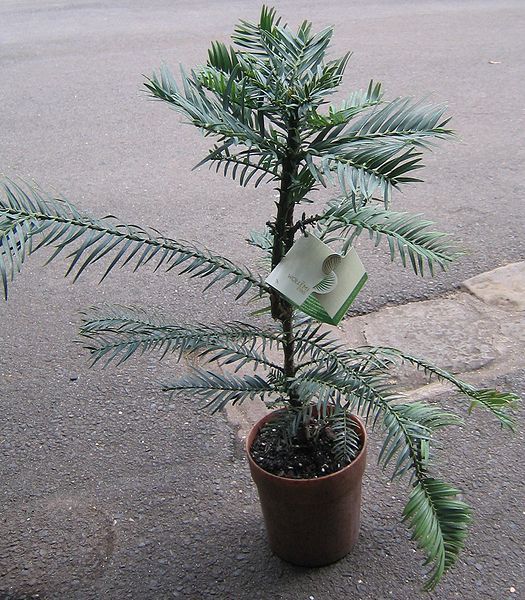 File:Wollemia nobilis sapling.jpg