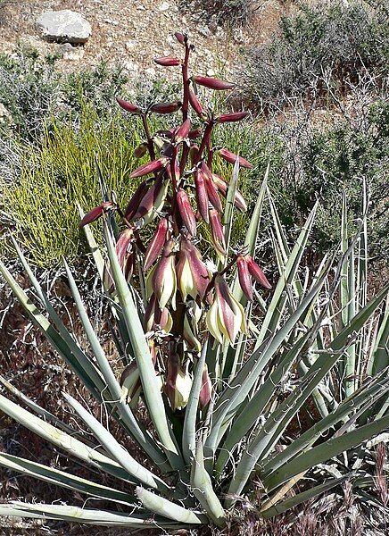 File:Yucca baccata 2.jpg