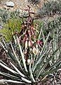 Yucca baccata