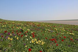 In steppe, Iris pumila flowered at the same time as the tulips. Rostov Oblast, Russia