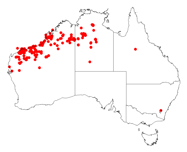 File:Acacia amplicepsDistMap37.png