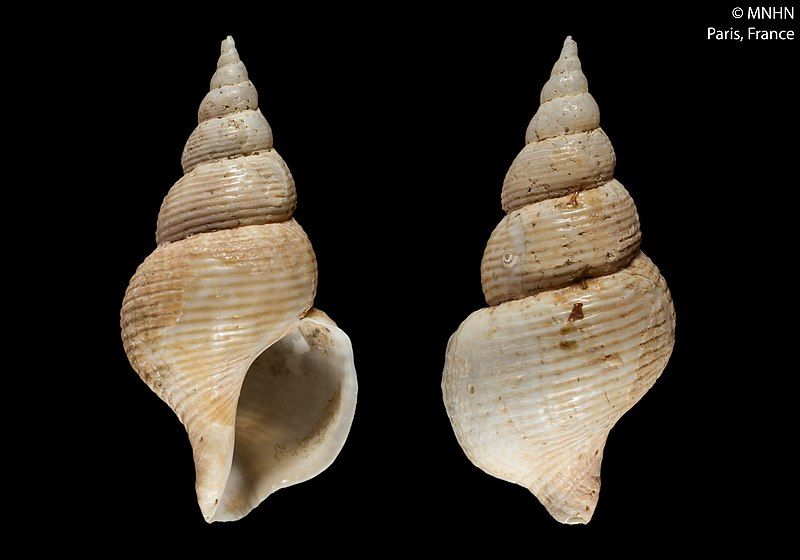 File:Aulacofusus brevicauda (MNHN-IM-2000-6465).jpeg