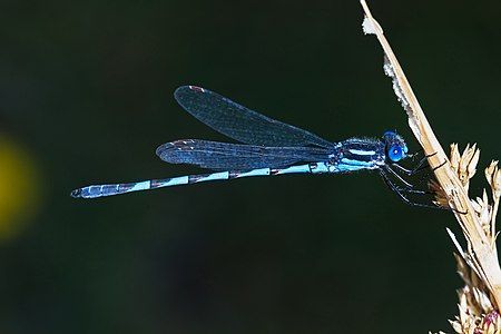 Blue ringtail, by JJ Harrison