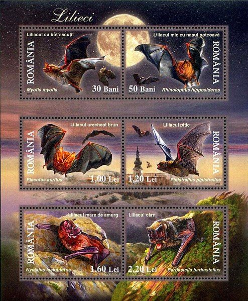 File:Bats Romania 2003.jpg