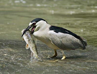 Black-crowned night heron, by Acarpentier