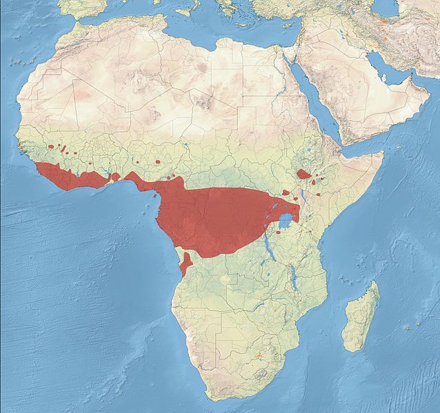 File:Black-and-white Mannikin Distribution.jpg