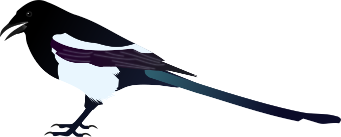 File:Black-billed Magpie.svg