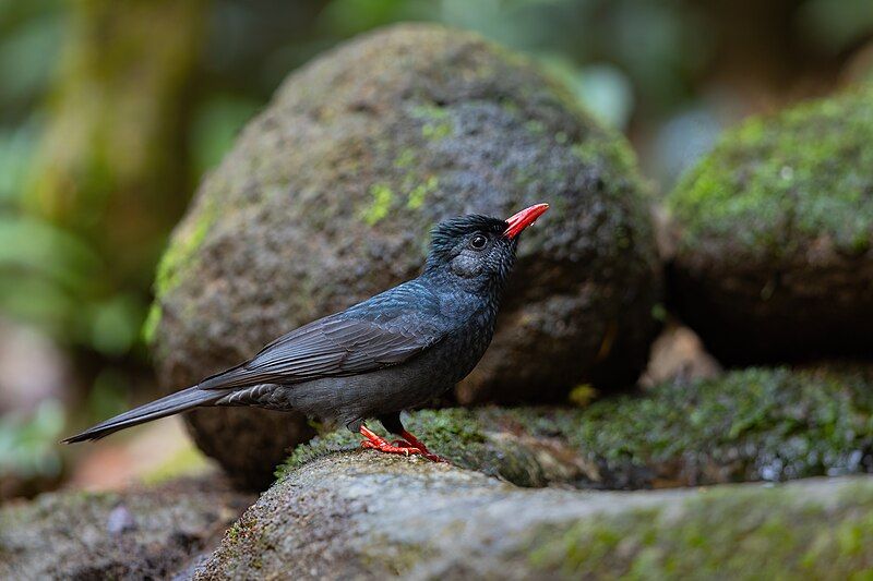 File:Black Bulbul 0A2A0215.jpg