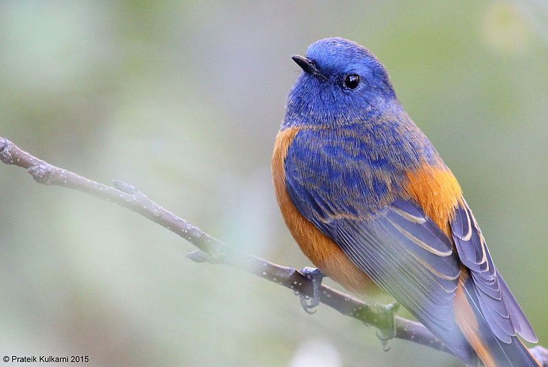 File:Blue-fronted Redstart (male).JPG