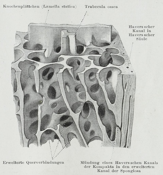 File:Braus 1921 31.png