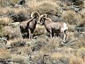 Butt heads. Larocque saw the first Bighorn sheep west of the Powder