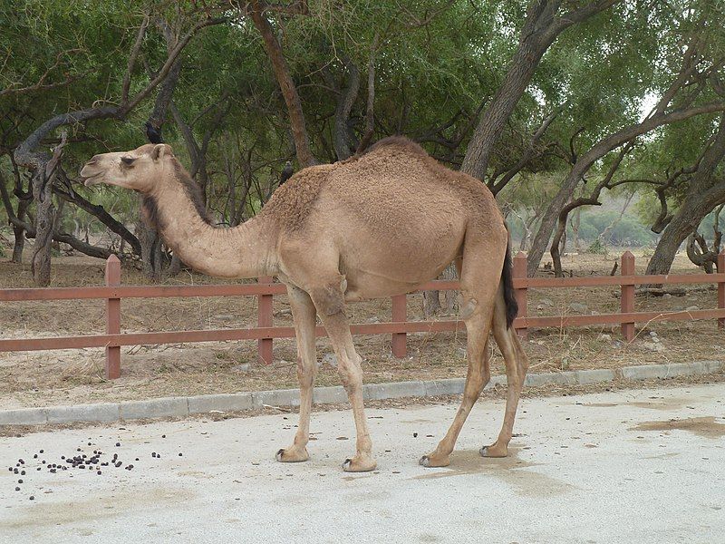 File:Camel wadi darbat.jpg