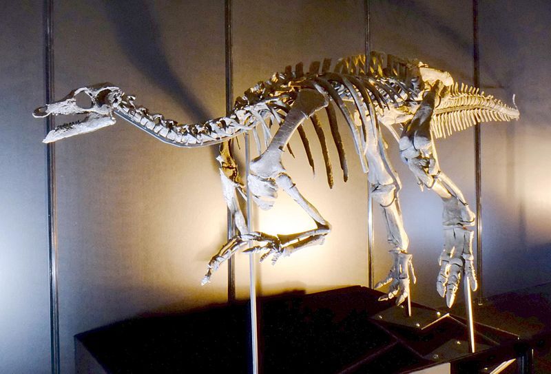 File:Camptosaurus dispar skeleton.jpg