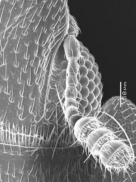 File:Carinophloeus antennalgroove.jpg