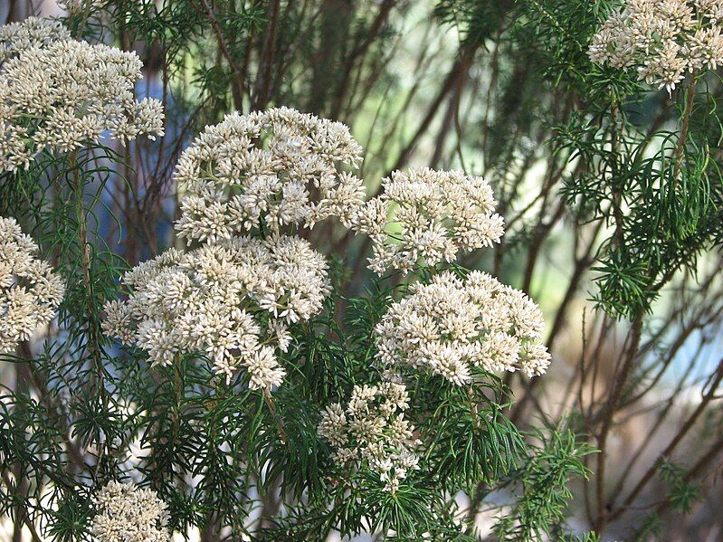 File:Cassinia aculeata.jpg