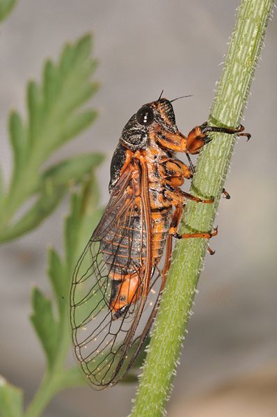 File:Cicadetta montana Croatia.jpg