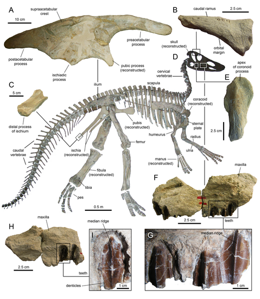 File:Claosaurus.png