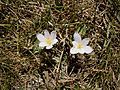 Colchicum alpinum habitat (La Bérarde)