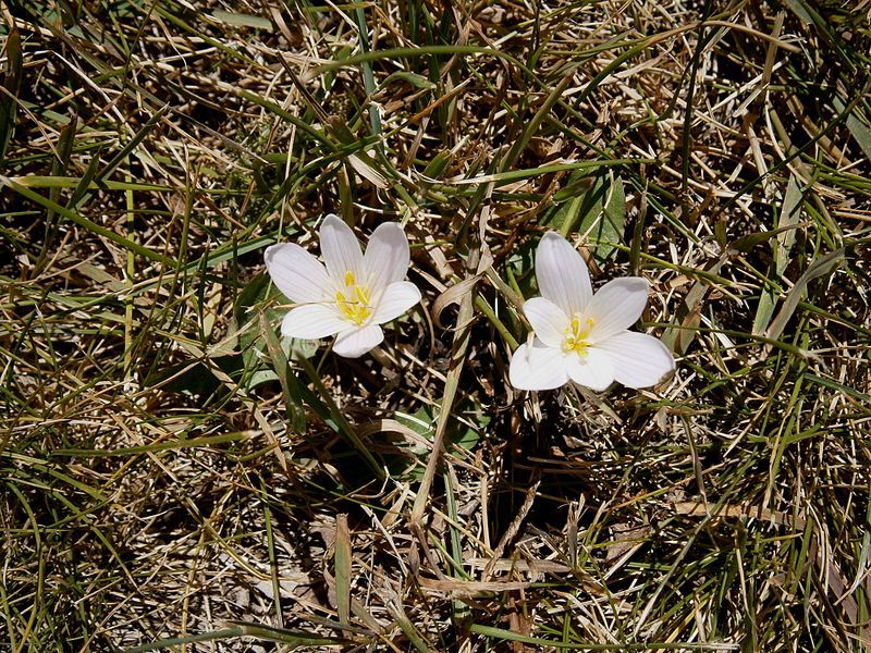 File:Colchicum alpinum habitat.jpg