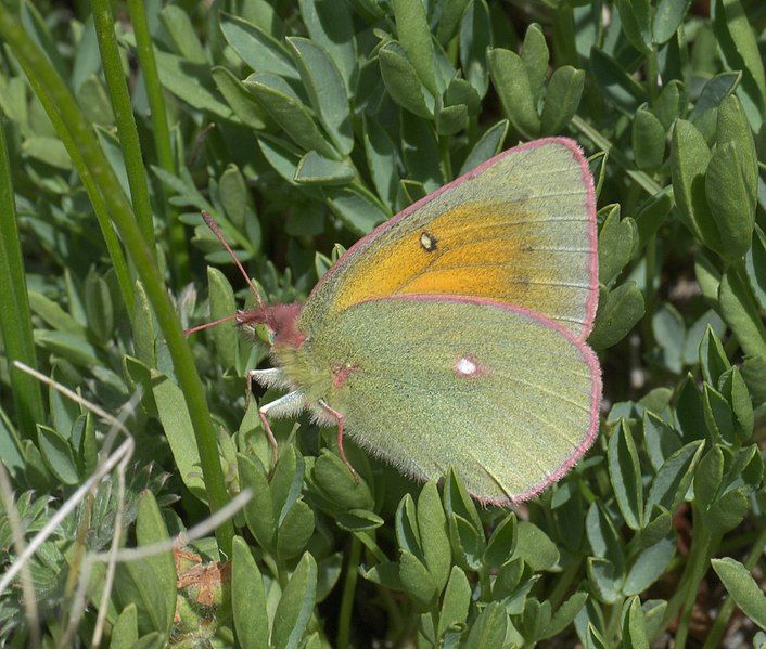 File:Colias meadii P1230950a.jpg