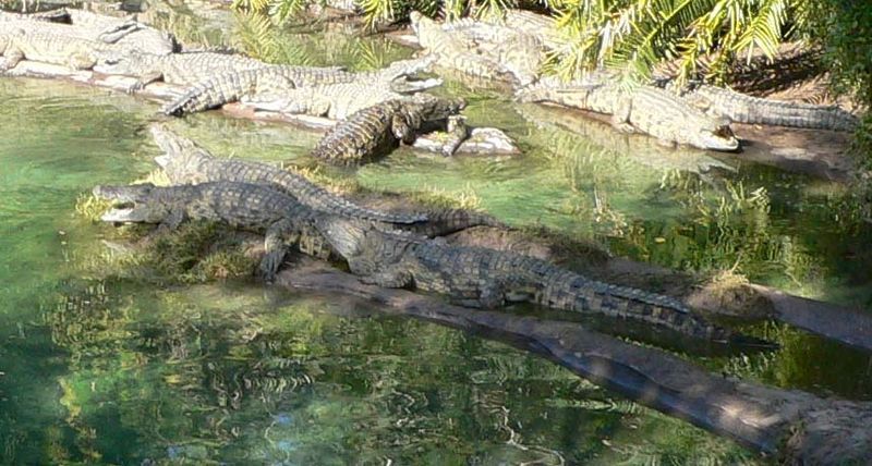 File:Crocodylus niloticus.jpg