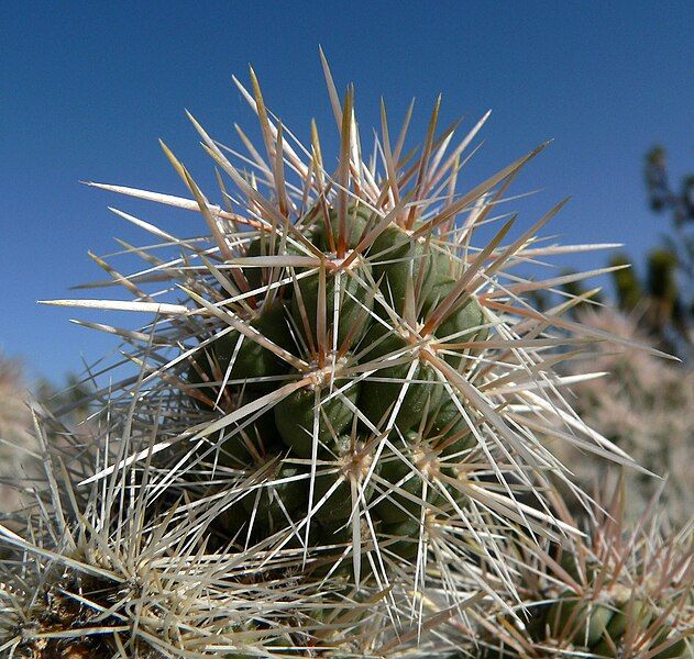 File:Cylindropuntia echinocarpa 9.jpg