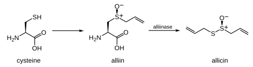 Reaction scheme for the conversion: cysteine → alliin → allicin