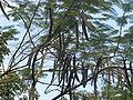 Delonix regia fruits