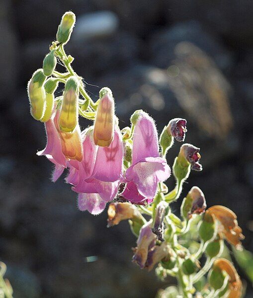 File:Digitalis-thapsi-20120526-2.jpg