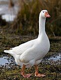 A domestic goose like the one featured in Untitled Goose Game