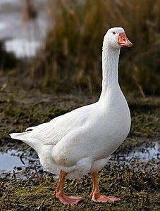 Domestic goose, by JJ Harrison