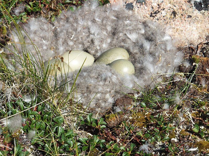 File:Eider nest.jpg