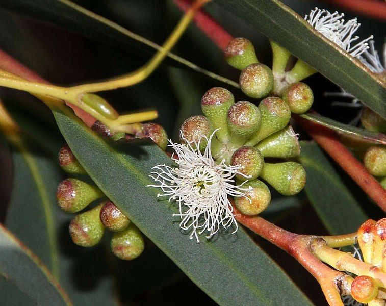 File:Eucalyptus willisii buds.jpg