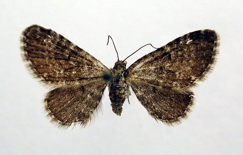 File:Eupithecia pygmaeata.jpg