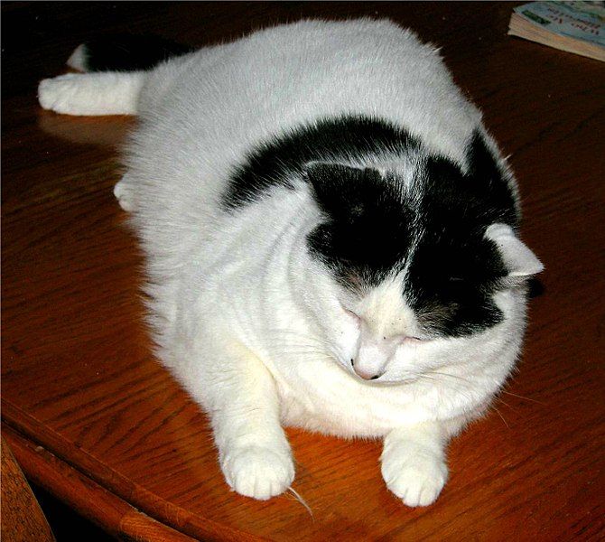 File:Fat cat.jpg