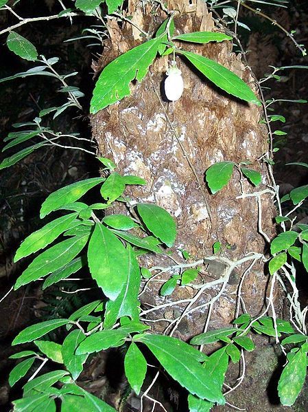 File:Fieldia australis fruiting.jpg