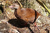 Weka