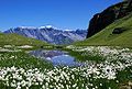 Image 41An alpine mire in the Swiss Alps (from Mountain)