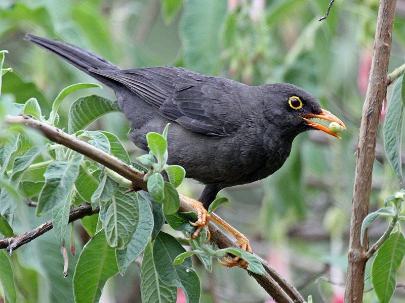 File:Glossy-black Thrush RWD3.jpg